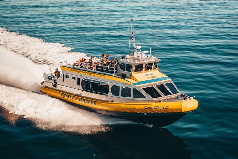 telegraph-cove-whale-watching-adventure-with-free-photos