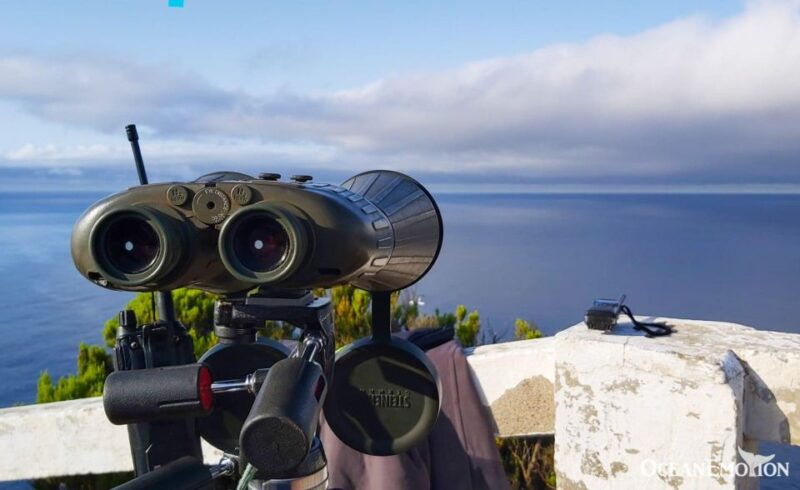 terceira-island-whale-and-dolphin-watching-boat-excursion