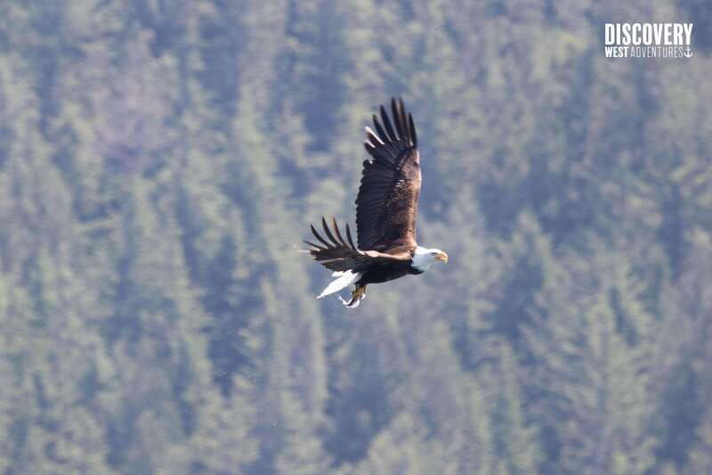 the-eagle-show-eagles-of-jimmy-judd
