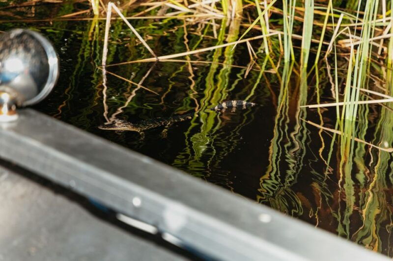 the-everglades-1-hour-airboat-night-tour