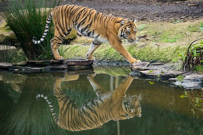 Tiger Experience at Melbourne Zoo - excl. entry - Final Thoughts: Is It Worth It?