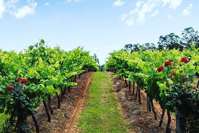 Tintilla Estate: Wine Tasting with a Meat and Cheese Platter - Who Might Not Love This Experience