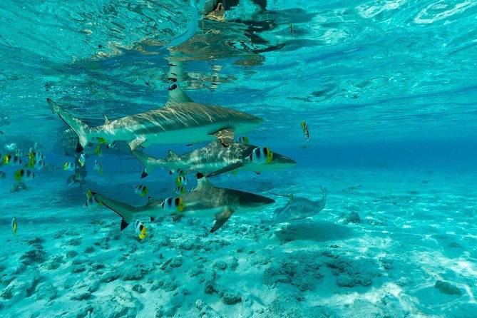 Toa Boat Bora Bora Private Lagoon tour On Ambassador Boat - Final Thoughts