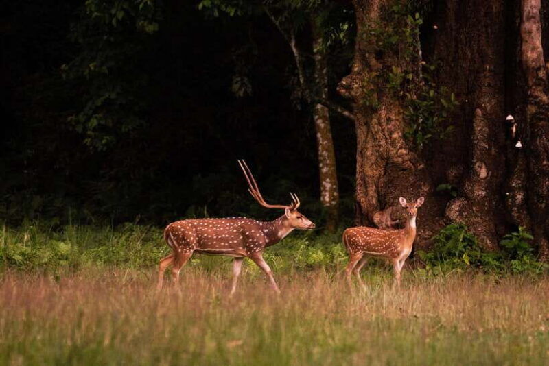 tower-night-stay-excursing-through-chitwan-national-park