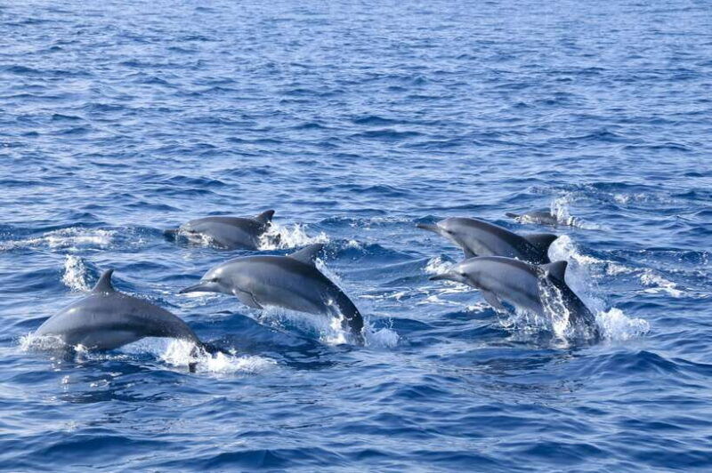 trincomalee-whale-and-dolphin-watching-tour