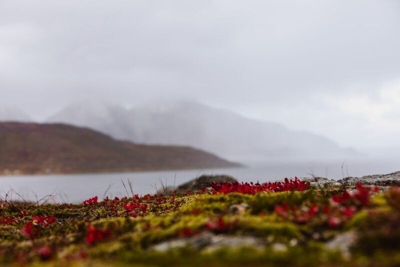 tromso-guided-fjord-expedition-in-kvaloya-with-light-lunch