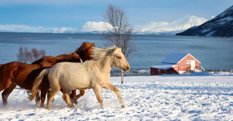 tromso-lyngen-horse-stud-farm-visit
