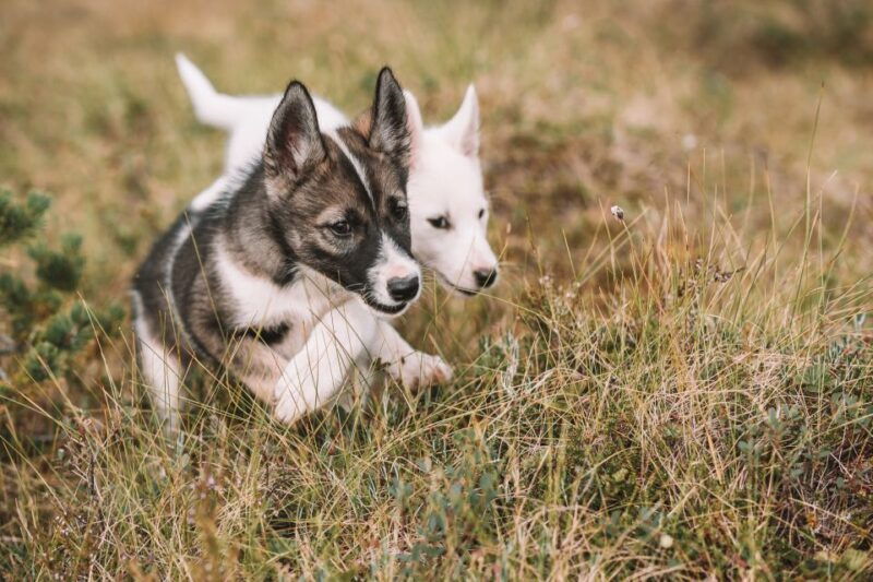 tromso-puppy-training-at-the-husky-kennel-with-lunch