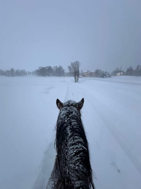 tromso-winter-horseback-riding-tour