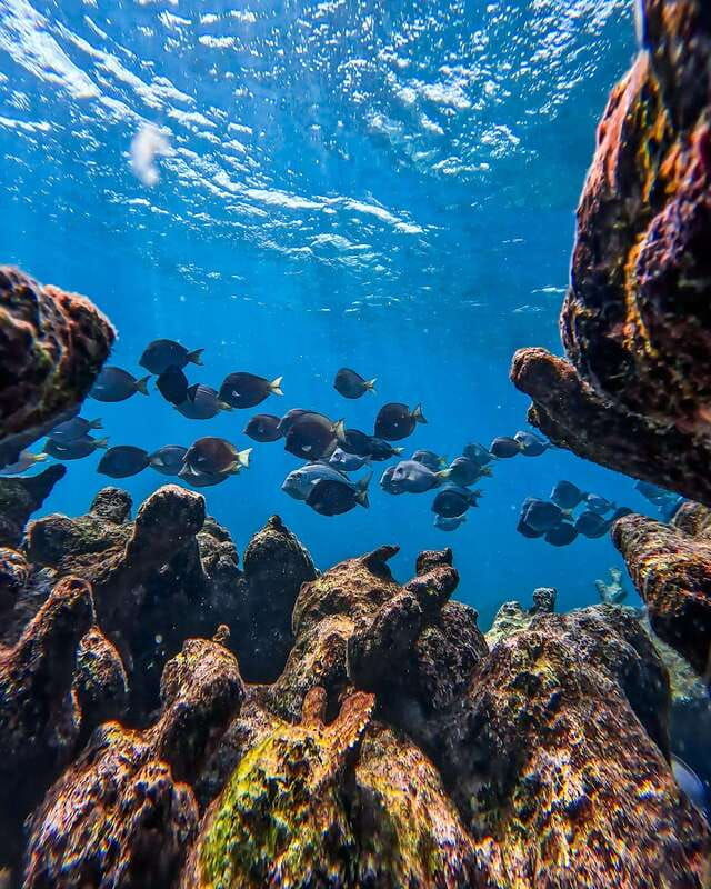 tulum-snorkeling-at-paradise-reef