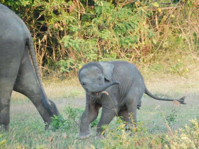 udawalawe-elephants-safari-tour-from-hambantota-port