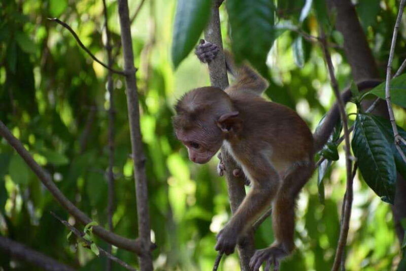 udawalawe-national-park-4-hour-safari-tour
