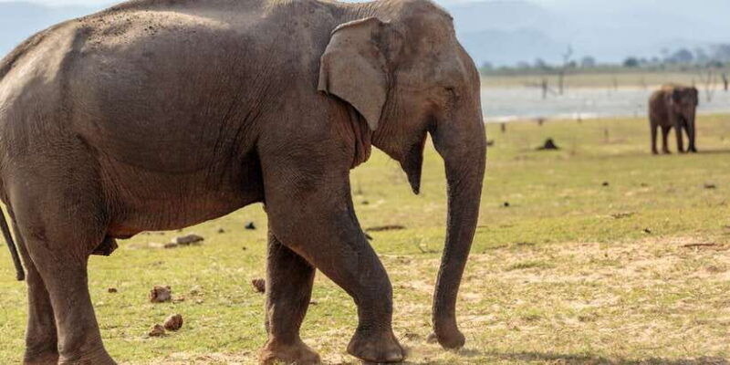 udawalawe-national-park-private-full-day-safari