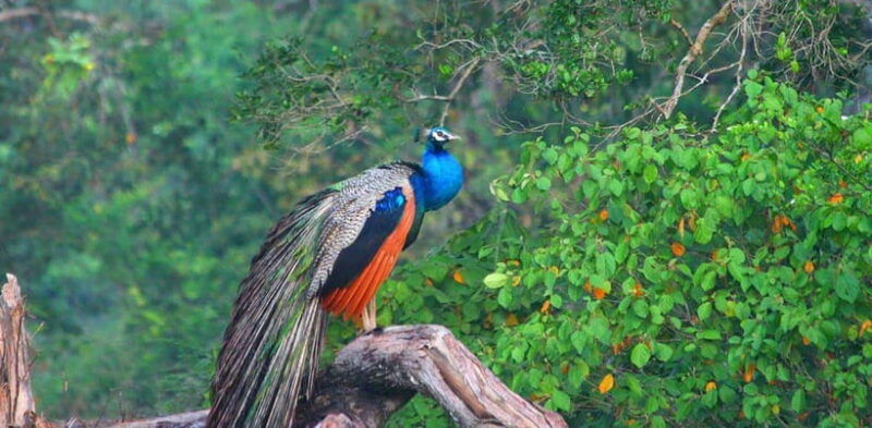 udawalawe-national-park-private-jeep-safari-from-colombo