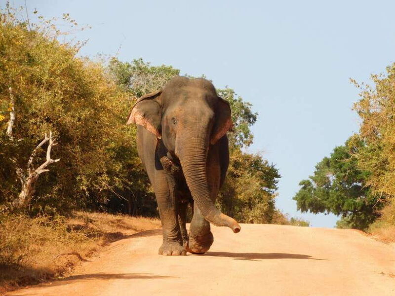 udawalawe-national-park-safari-tour-from-tissamaharama-yala