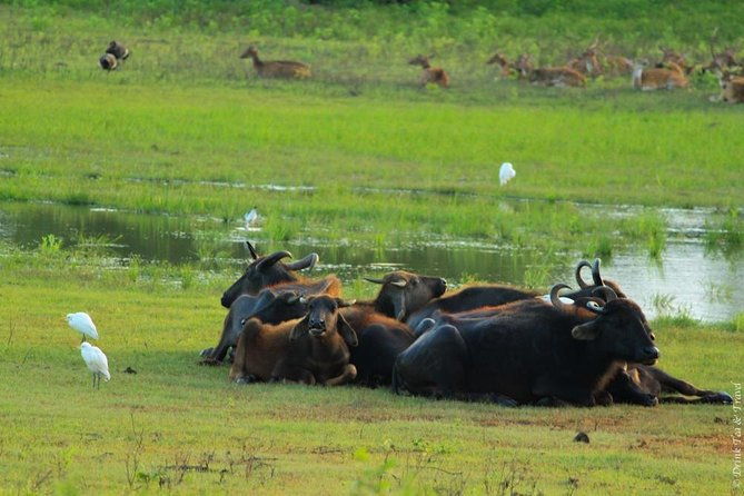 Udawalawe Safari Private Day Trip from Bentota and Kalutara Areas - Final Thoughts