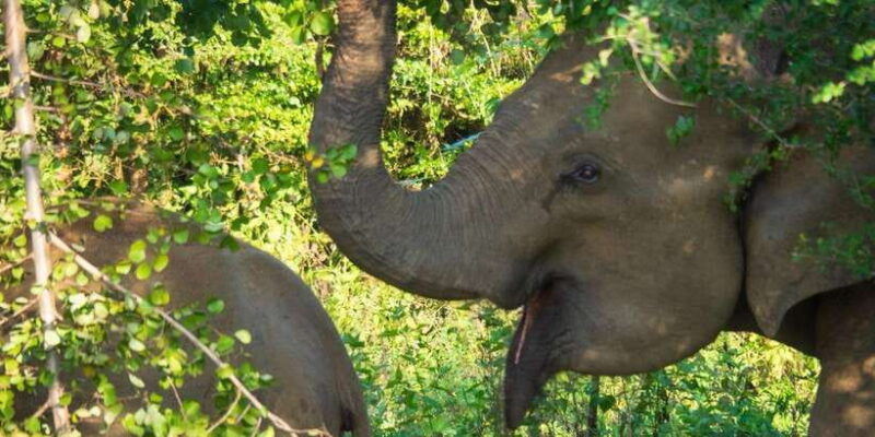 udawalawe-safari-private-tour-%f0%9f%90%98