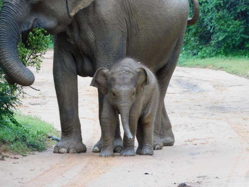 udawalawe-safari-tour-from-hambantota-portshore-excursion