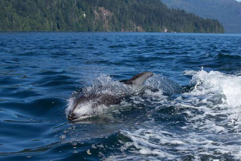 vancouver-island-campbell-river-whales-wildlife-adventure