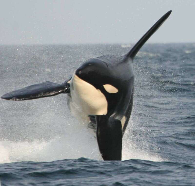 vancouver-whale-watching-safari