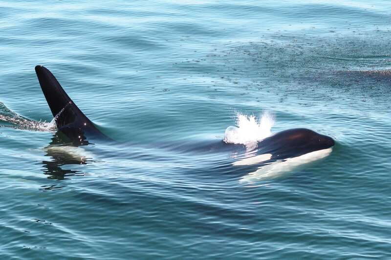 victoria-3-hour-whale-watching-tour