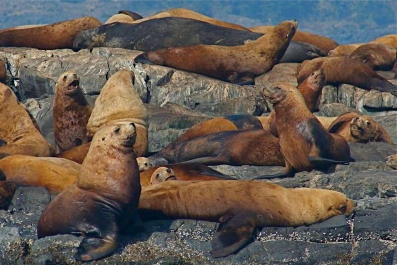 victoria-bc-marine-wildlife-whale-watch-tour