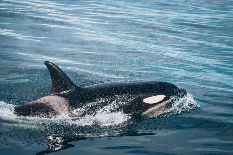 victoria-covered-whale-watching-adventure-with-free-photos