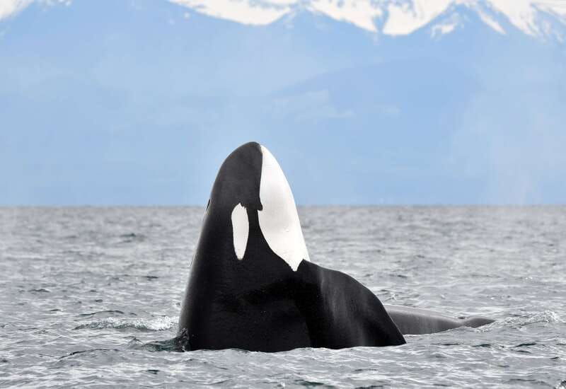 victoria-guided-wildlife-watching-tour-by-catamaran
