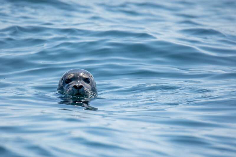 victoria-morning-whale-watching-tour-in-scarab-boat