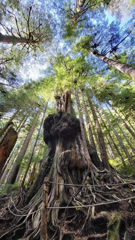 victoria-west-coast-big-tree-coastal-adventure