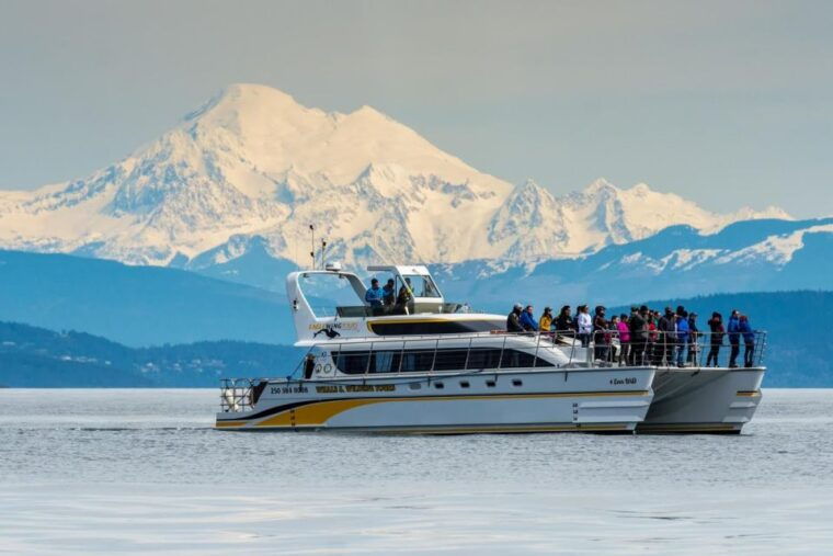 victoria-whale-and-wildlife-semi-covered-boating-tour