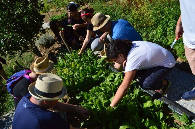 volos-cook-like-a-local-at-a-greek-farm