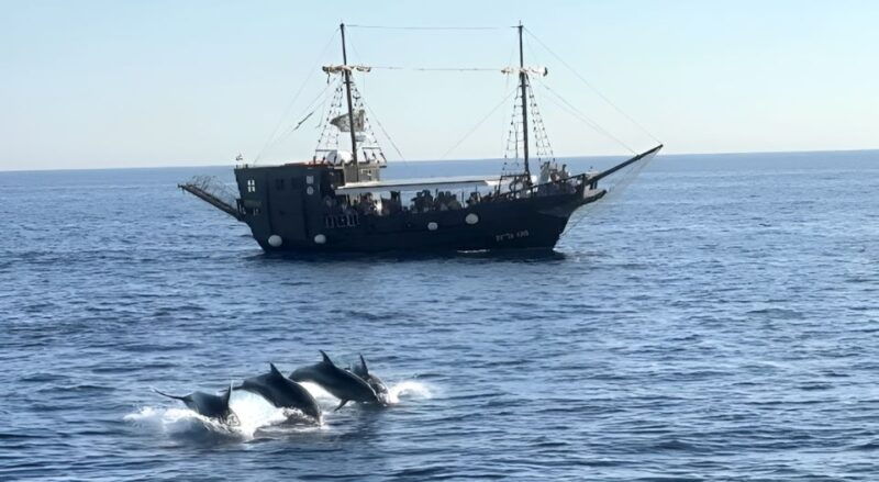 vrsar-dolphin-watching-boat-ride