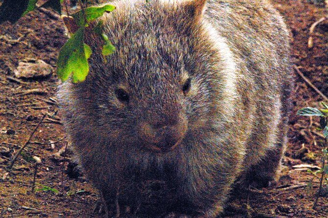 Walking with Wild Wombats Private Day Trip from Sydney - The Sum Up