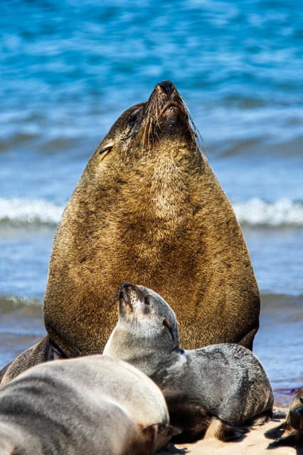 walvis-bay-pelican-point-birding-and-cape-fur-seal-tour