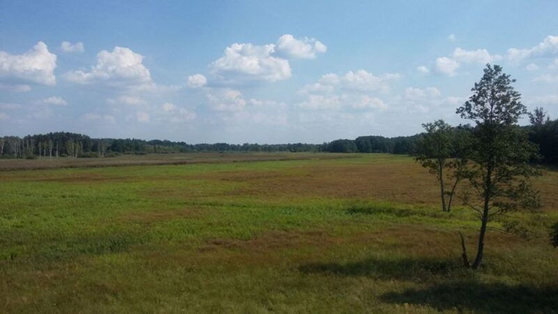 warsaw-bialowieza-national-park-and-european-bison-tour
