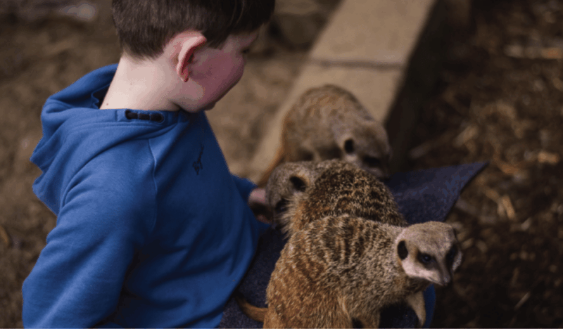 wells-house-co-wexford-entry-picnic-meerkat-fun