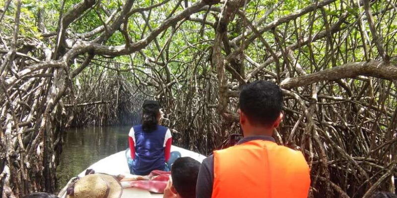 west-coast-beach-river-mangroves-lagoon-wildlife-boat-tour