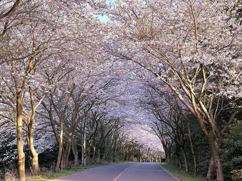 west-jeju-cherry-blossom-strawberry-picking-small-group-tour