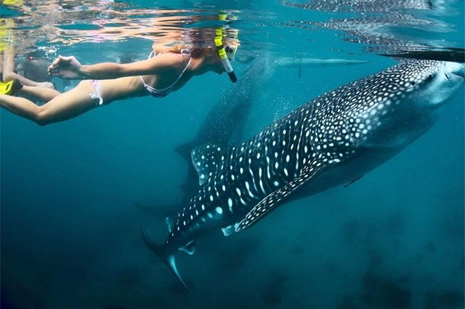 Whale Shark & Tumalog Falls & Sumilon Sandbar & Pescador Island with Sardines - Stop 4: Pescador Island Snorkeling