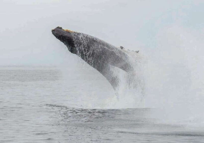 whale-watching-boat-tour-from-galle