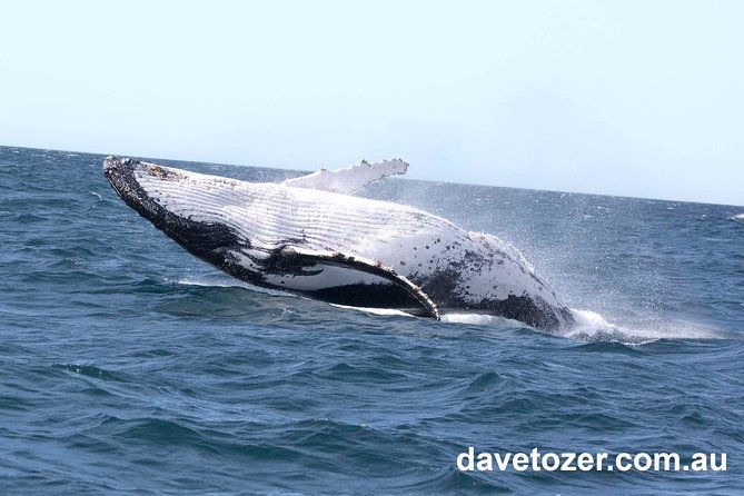 Whale Watching Sailing Experience in Sydney - Final Thoughts: Who Should Consider This Tour?