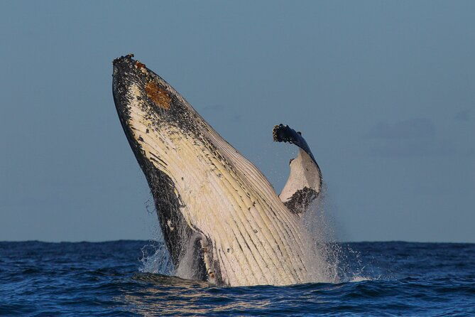 Whale Watching Sydney 2-Hour Express Cruise - The Real-World Review Insights