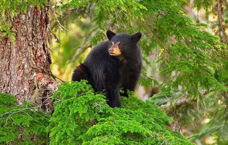 whistler-evening-with-the-bears-scenic-land-rover-tour