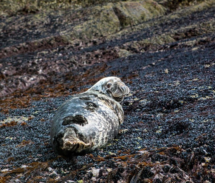 wild-atlantic-way-wildlife-eco-cruise