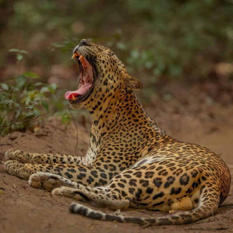 wilpattu-all-inclusive-private-full-day-jeep-safari-12h