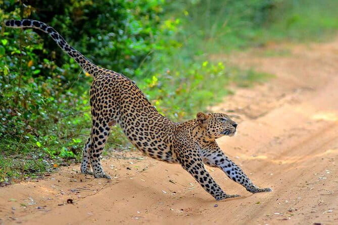 Wilpattu Half Day Safari From Anuradhapura - FAQ