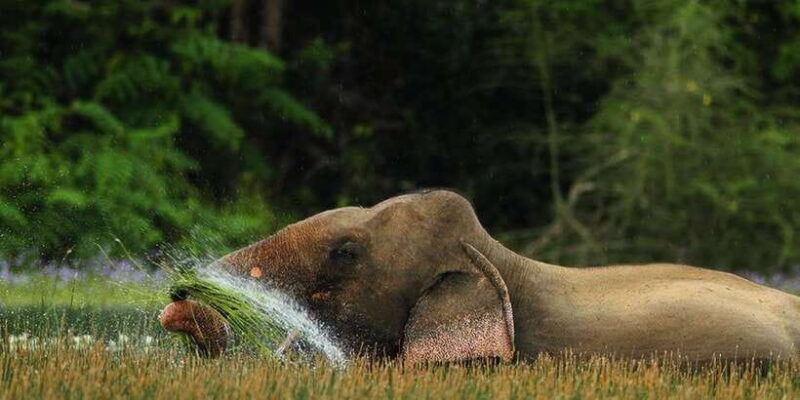 wilpattu-jeep-safari-day-tour-from-colombo