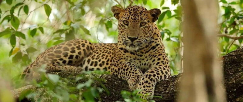 wilpattu-leopard-trails-sri-lanka-4wd-safari-with-guide