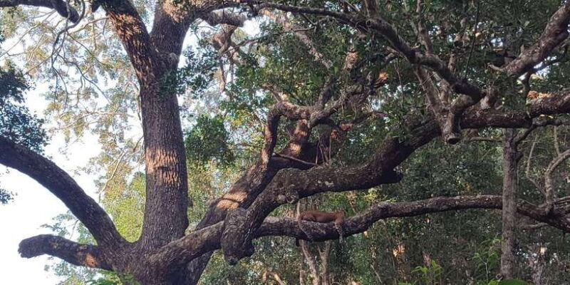 wilpattu-national-park-full-day-safari-0600am-1800pm